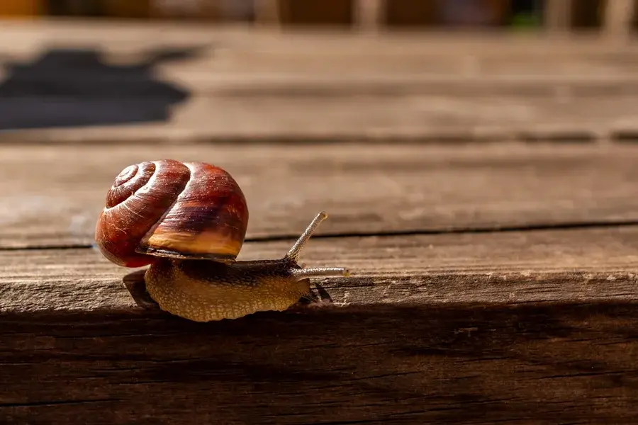 Nem todo caracol é inofensivo: veja como reconhecer espécies perigosas