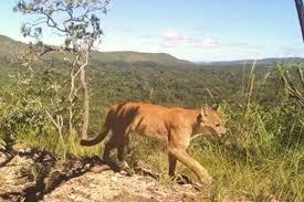Pai usou mochila para salvar filha de ataque de onça na Chapada dos Veadeiros, diz turista