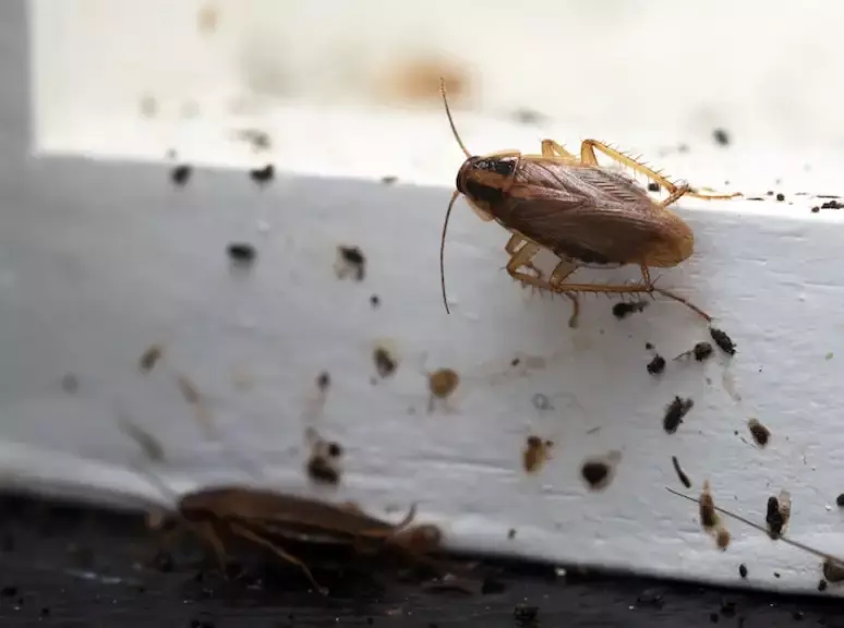 Qual é o jeito certo de matar baratas? Pisão pode aumentar risco de doenças dentro de casa 