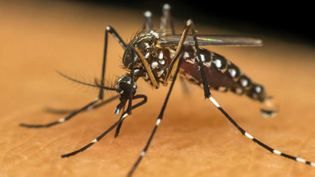 Seis cidades da Bahia estão em epidemia de dengue; veja quais são