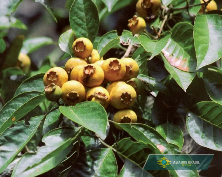 Uma fruta antiga de quintal da vovó está de volta nos jardins e quintais, cheia de poderes nutricionais