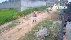 Vídeo: boi surpreende e arremessa homem durante ataque em Pernambuco