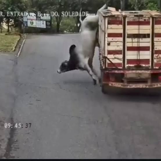 Boi é abatido após escapar de caminhão e sair correndo em cidade de MG. Vídeo
