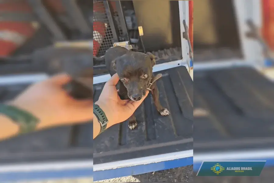 Cachorro fez companhia a motorista preso às ferragens ao lado de vítimas fatais por 3 dias; veja vídeo
