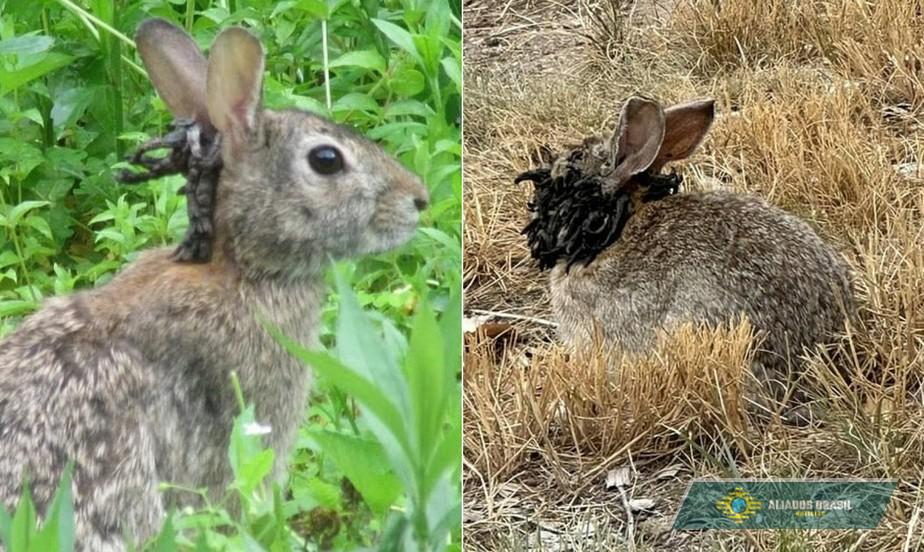 Coelhos com 'tentáculos' brotando de suas cabeças invadem estados dos EUA