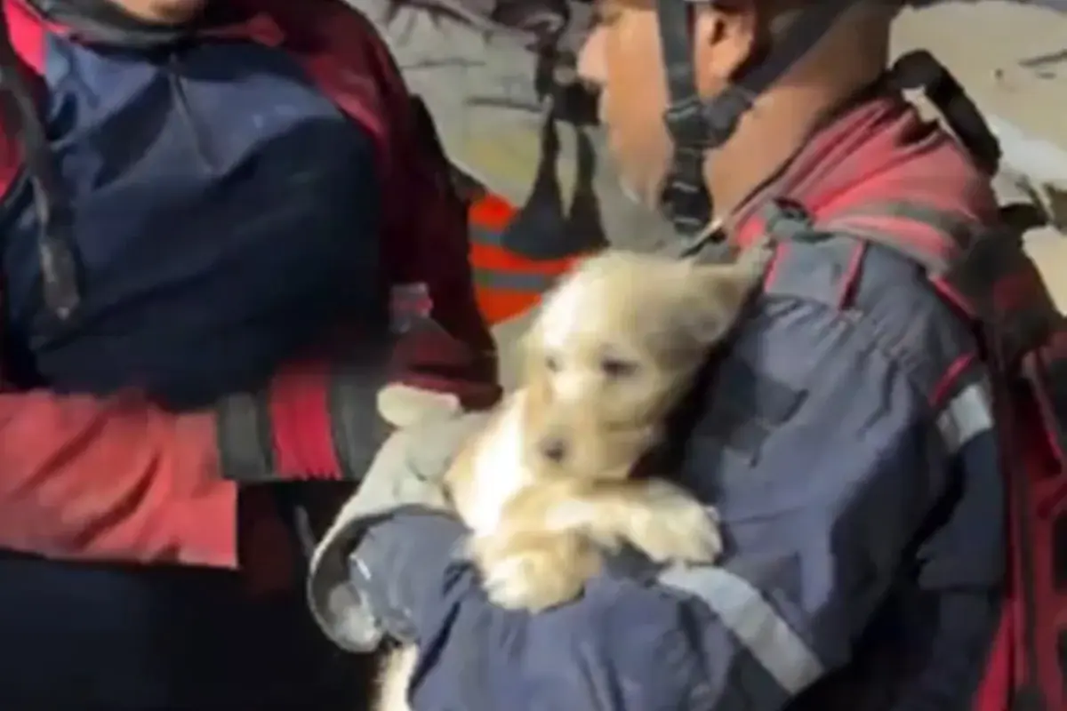 Crianças e cachorro são resgatados com vida de escombros na Venezuela. Vídeo
