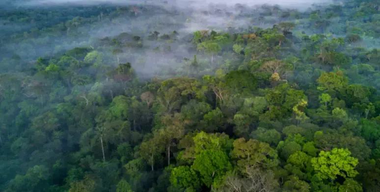 O que é o mercado de crédito de carbono e por que o Brasil está no centro desse debate 