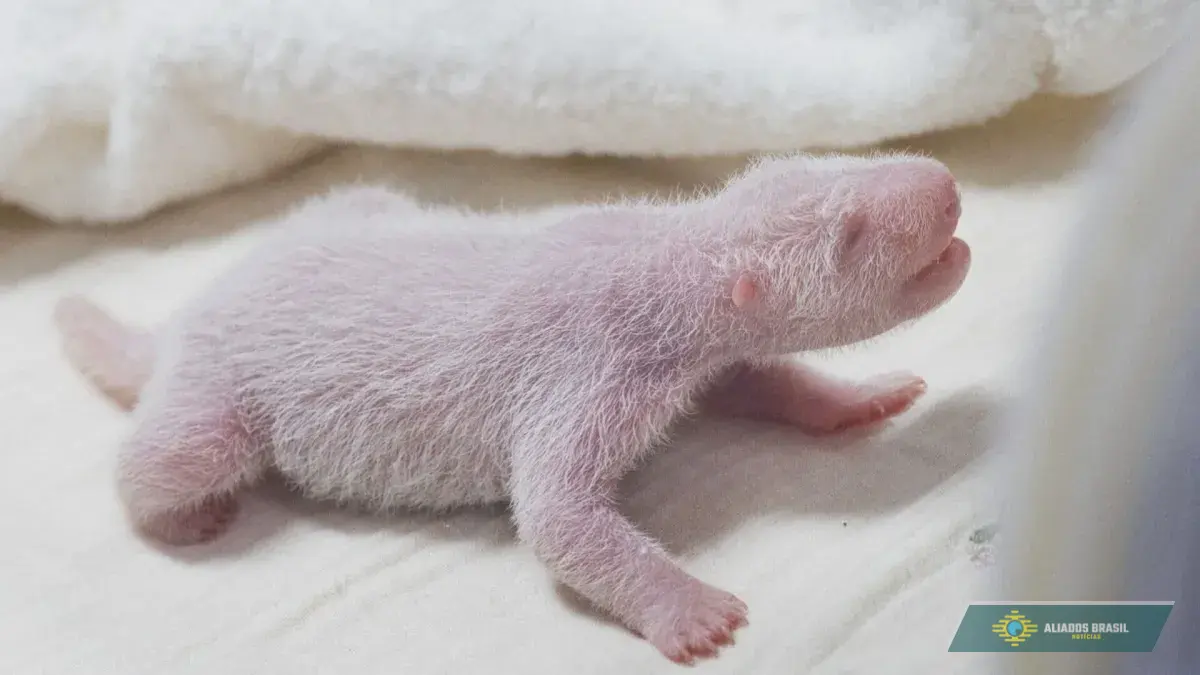 Panda-gigante dá à luz quarto filhote em zoológico na Coreia do Sul