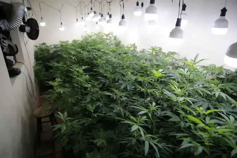Plantação com quase 90 pés de maconha em estufa doméstica é fechada pelo Denarc em Porto Alegre 