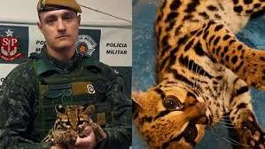 Polícia recebe chamado para resgatar gato em SP, mas é surpreendida ao encontrar outro animal