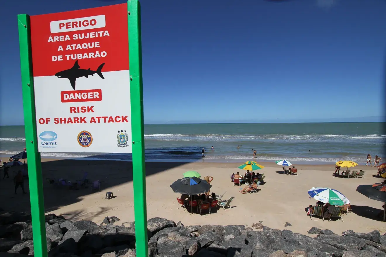 Tigre e cabeça-chata: conheça espécies de tubarões que atacaram em PE