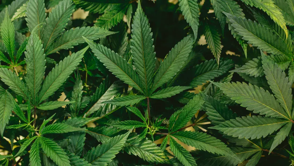 Uso de cannabis pode elevar nível de testosterona? Veja o que diz estudo