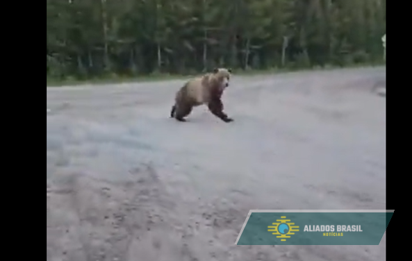 Vídeo assustador: mulher encara urso-pardo de perto durante trilha no Canadá e registra momento tenso