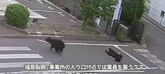 Vídeo: urso persegue e ataca pessoas no Japão deixando quatro feridos