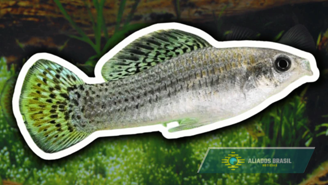 A espécie de peixe que vive sem machos há 100 mil anos