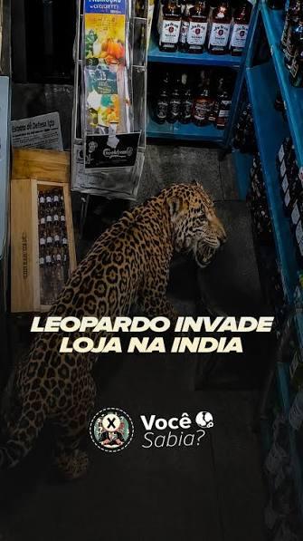 Ataque de leopardo na Índia deixa três feridos e causa pânico em cidade