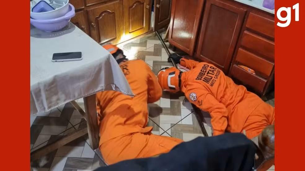 Resgates de ouriço e teiú reforçam alerta sobre animais silvestres em áreas urbanas