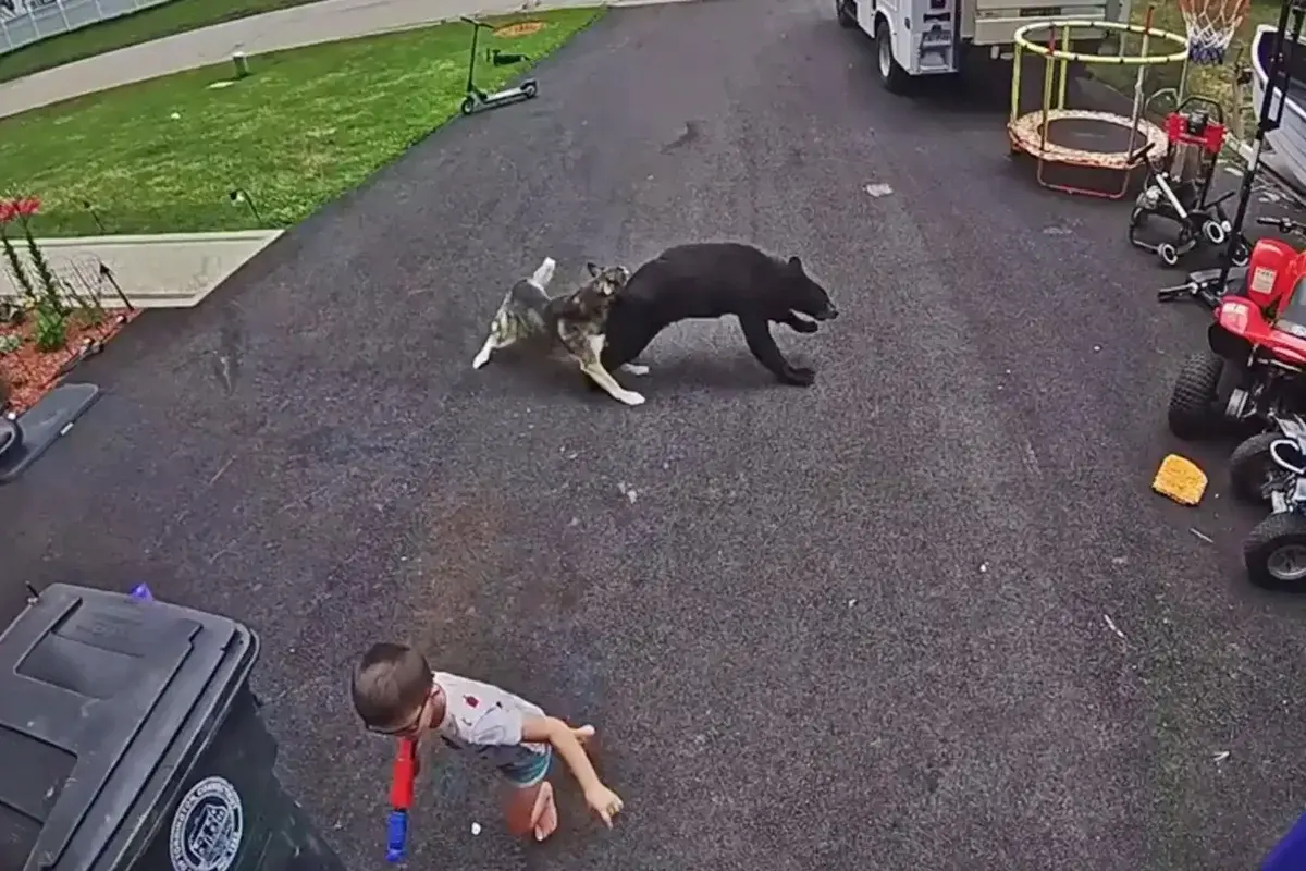 Cachorro avança em urso e salva criança de ataque. Veja vídeo