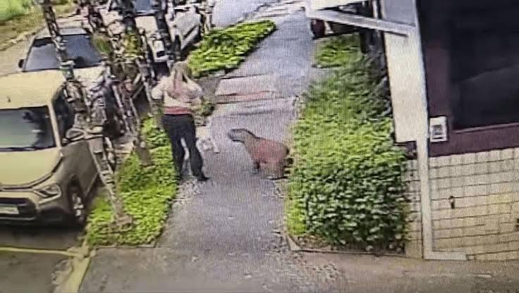 Capivara escondida em moita avança em cachorro durante passeio no interior de SP;Veja imagens