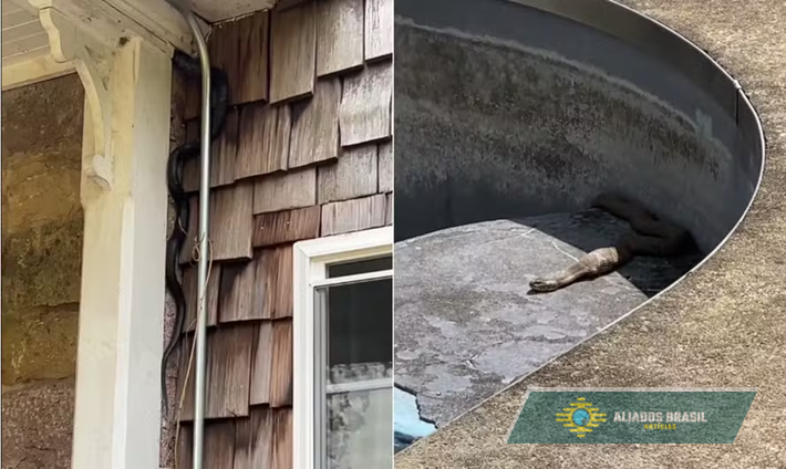 Casal compra casa antiga em leilão e descobre centenas de cobras vivendo no local