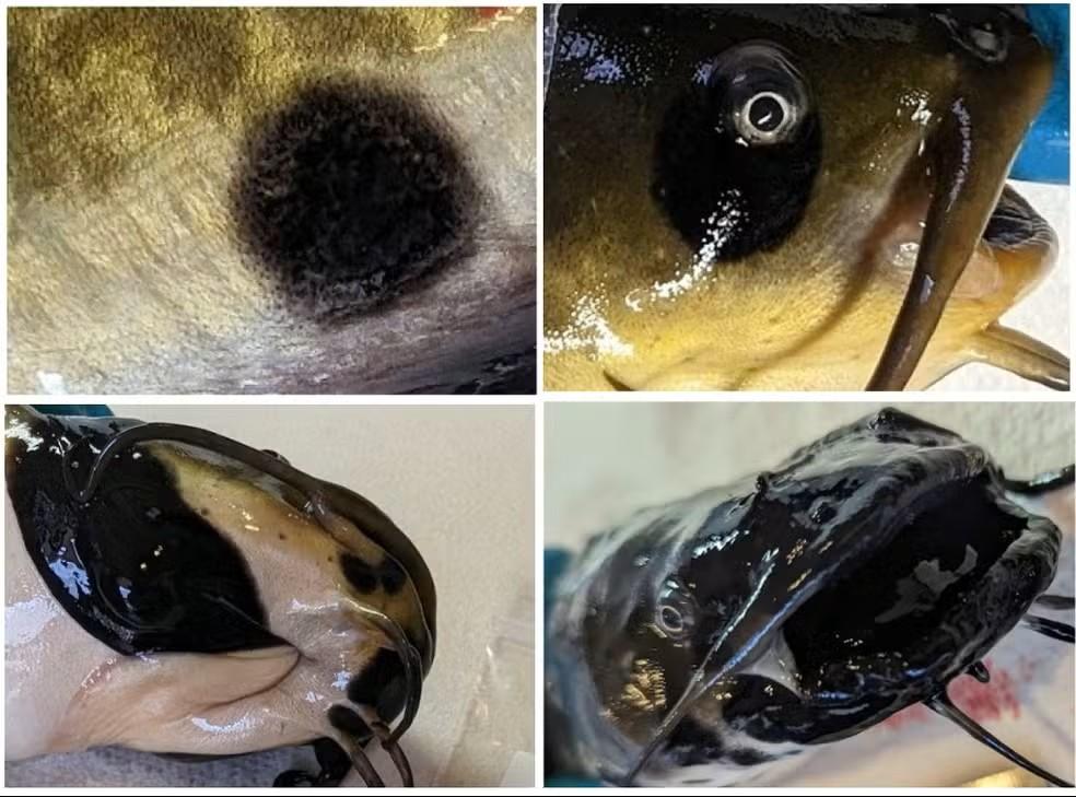Cientistas fazem descoberta inédita: câncer transmissível é encontrado pela primeira vez em peixes
