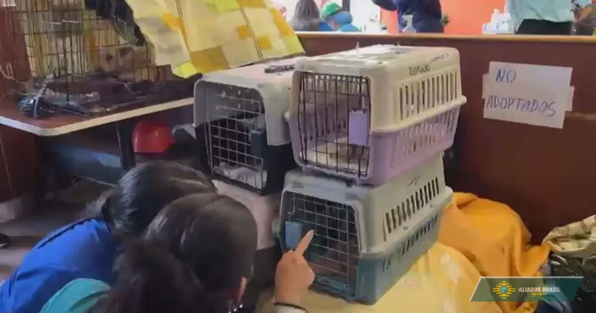Como um McDonald's virou hospital veterinário na Venezuela após terremotos