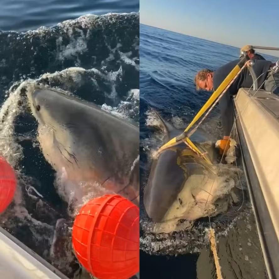 Maior tubarão-branco já encontrado no Atlântico nada rumo à região turística dos Estados Unidos