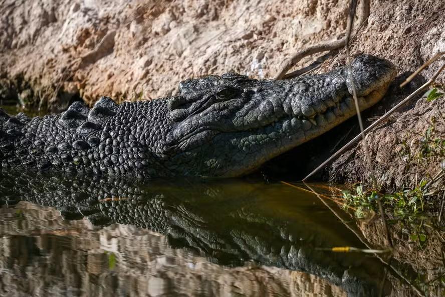 Menino de 3 anos luta pela vida após ser empurrado para jaula de crocodilos em zoológico inglês