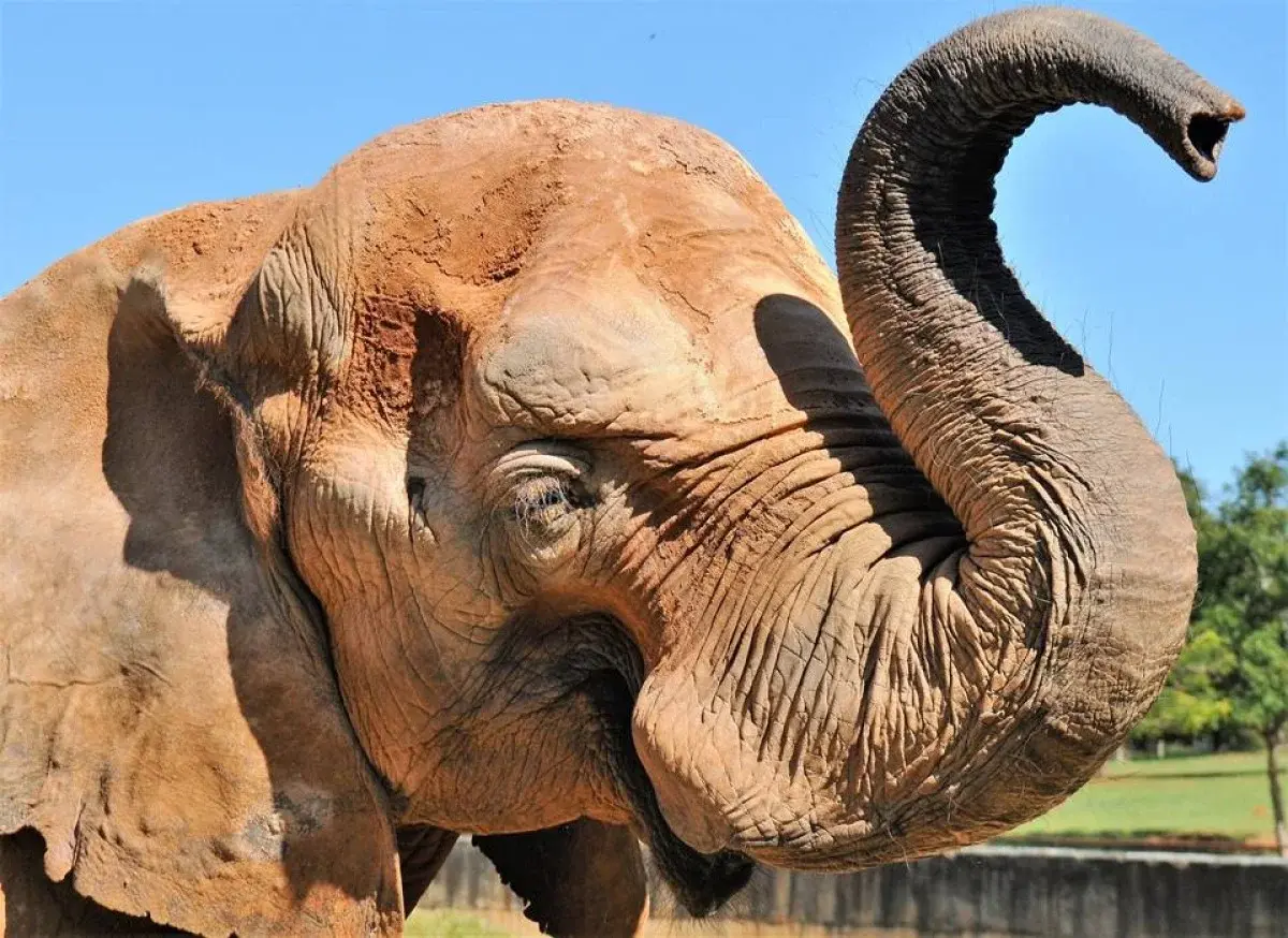 Mulher invade recinto do elefante Chocolate no zoo do DF
