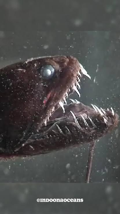 O peixe com dentes assustadores que vive nas profundezas e caça onde a luz quase não chega