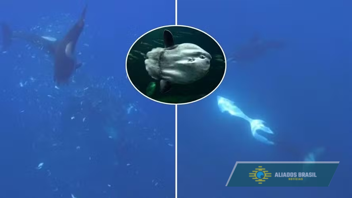 Orcas nos EUA 'picotam' peixe-lua de até duas toneladas em comportamento nunca registrado; veja vídeo