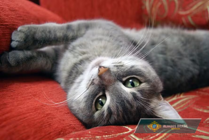 Por que os gatos dormem sobre as roupas de seus donos? (Resposta não é apenas o conforto)