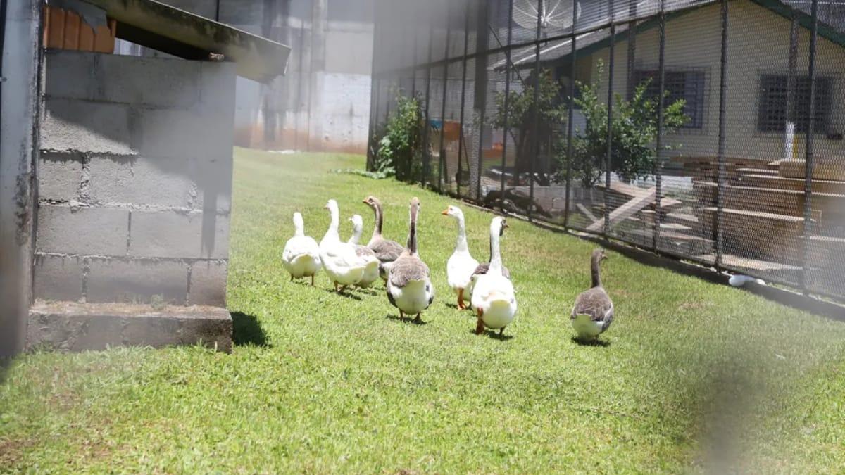 As aves funcionam como um poderoso alarme sonoro natural contra qualquer tentativa de fuga / Divulgação/SAP