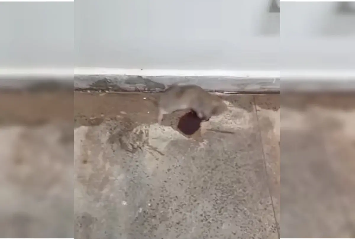 Ratos mortos e fezes de roedores em Ministério da Previdência assustam servidores. Veja vídeo