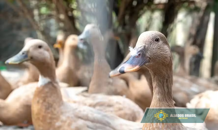 Sancionada lei que proíbe produção e comercialização de foie gras