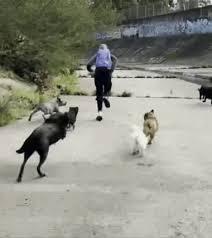 Vídeo mostra momento em que cachorros perseguem homem que tentou agredir sexualmente duas mulheres