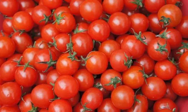 5 benefícios dos tomates-cereja para a saúde, segundo a ciência