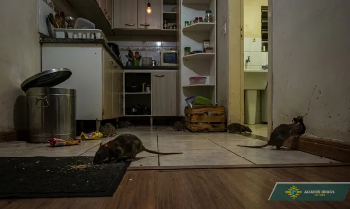 5 formas simples de afastar ratos da sua casa sem veneno e evitar que eles voltem