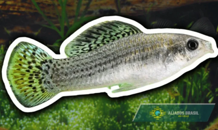 A espécie de peixe que vive sem machos há 100 mil anos