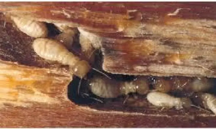 A mistura de farmácia de 5 reais que extermina a colônia de cupins na madeira sem dedetizador