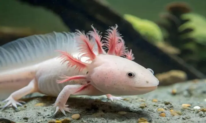 A salamandra mexicana famosa por regenerar membros inteiros, faz algo ainda mais extraordinário do que simplesmente cicatrizar ferimentos