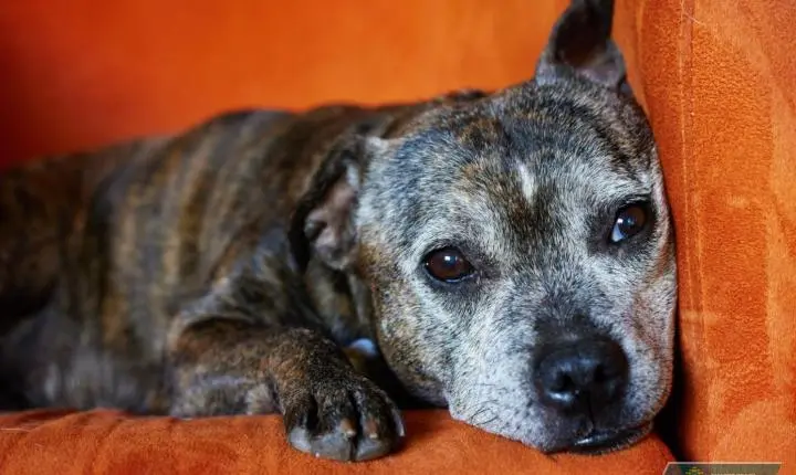 Alzheimer canino: como identificá-lo precocemente em animais de estimação