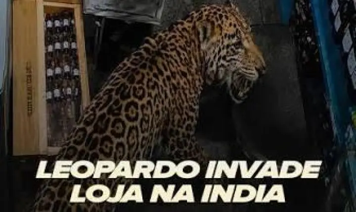 Ataque de leopardo na Índia deixa três feridos e causa pânico em cidade