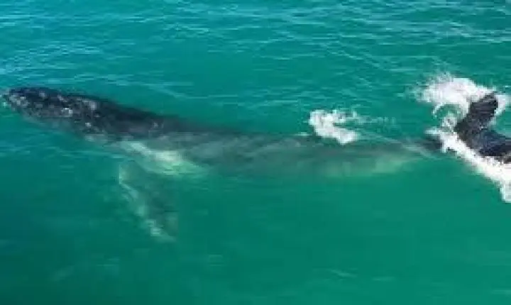 Baleia-jubarte é filmada por drone dando saltos no mar em SP; ASSISTA