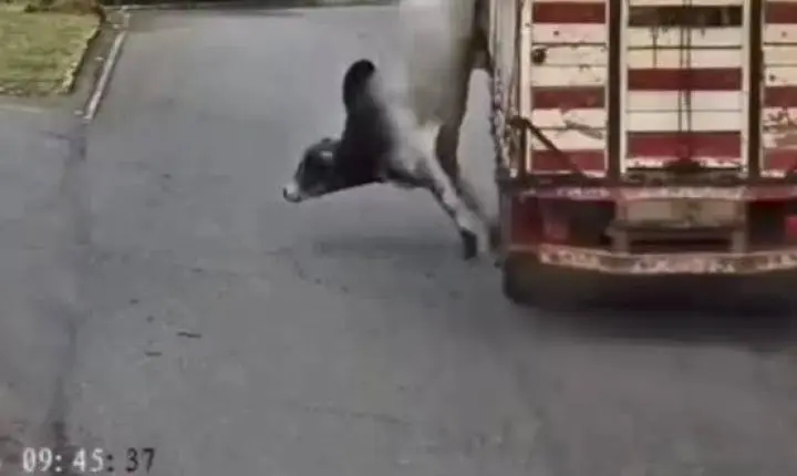 Boi é abatido após escapar de caminhão e sair correndo em cidade de MG. Vídeo