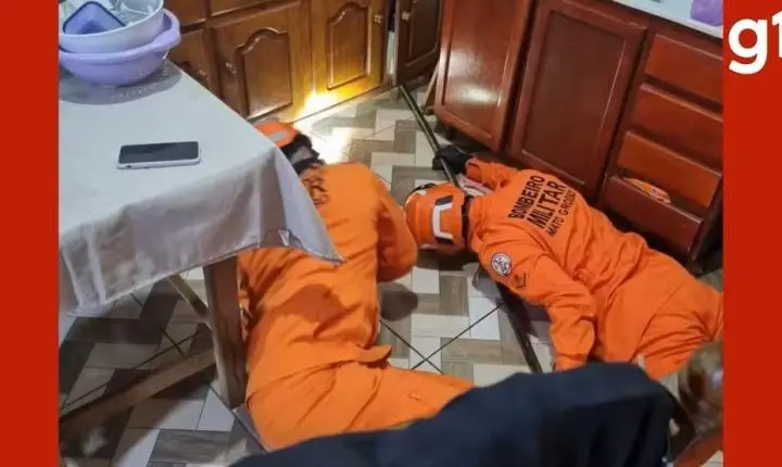 Resgates de ouriço e teiú reforçam alerta sobre animais silvestres em áreas urbanas