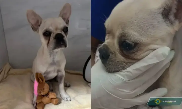 Buldogue francês é internada após ingerir mais de 55 pedras de crack em SC