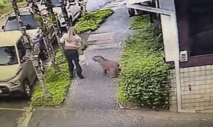 Capivara escondida em moita avança em cachorro durante passeio no interior de SP; Veja imagens
