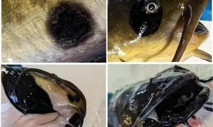 Cientistas fazem descoberta inédita: câncer transmissível é encontrado pela primeira vez em peixes