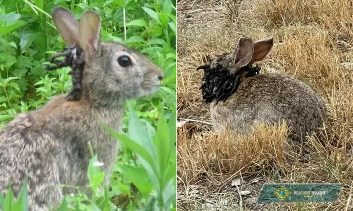 Coelhos com 'tentáculos' brotando de suas cabeças invadem estados dos EUA